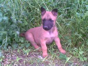 vand pui ciobanesc belgian malinois