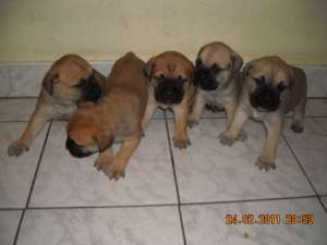 Pui bullmastiff