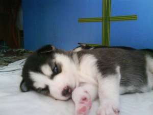 huskky deosebiti