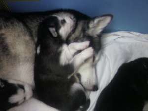 huskky deosebiti