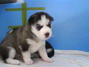 huskky deosebiti