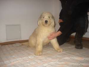 vand ciobanesti romanesti mioritici