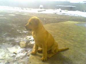 Dogo Canario Spania