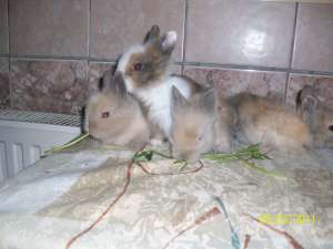 Van pui iepure pitic de angora cu par scurt