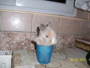 Van pui iepure pitic de angora cu par scurt