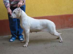 Dog Argentinian - de vanzare