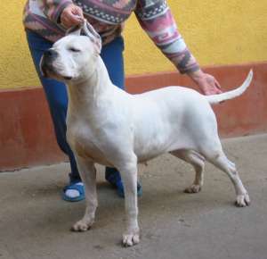 Dog Argentinian - de vanzare