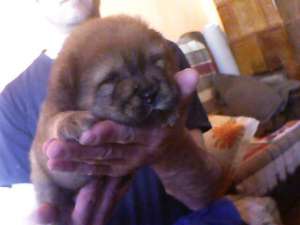pui chow chow