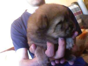 pui chow chow