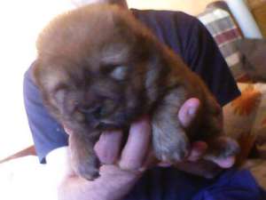 pui chow chow