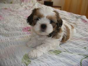 Vand catei  rasa SHIH-TZU