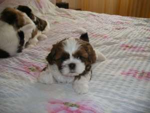 Vand catei  rasa SHIH-TZU