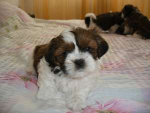 Vand catei  rasa SHIH-TZU