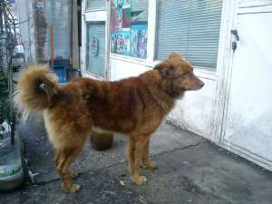 OFER SPITZ FINLANDEZ