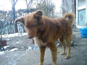 OFER SPITZ FINLANDEZ