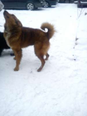 OFER SPITZ FINLANDEZ