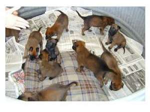 Vand catei ciobanesc belgian malinois . ptr Paza si Protectie. tel. 0766764861