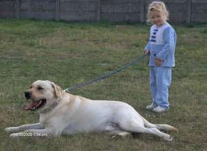 ofer pentru monta labrador retriever auriu