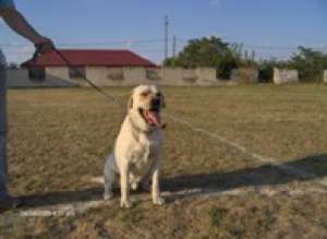 ofer pentru monta labrador retriever auriu