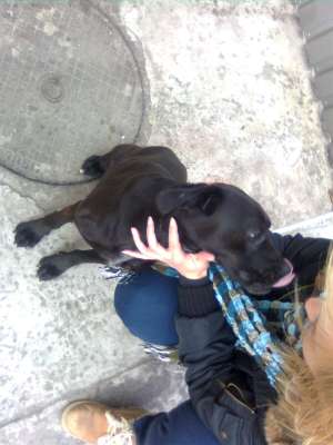 gasit metis labrador