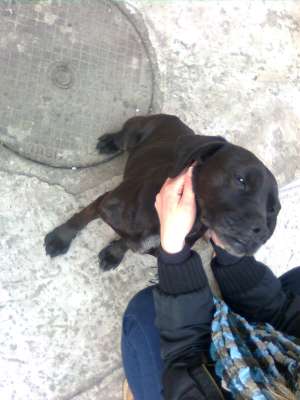 gasit metis labrador