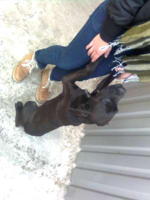 gasit metis labrador