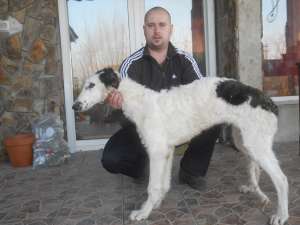 de vanzare ogari barzoi