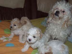 vand bichon