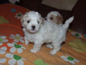 vand bichon