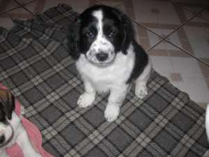 vand pui de cocker spaniel metis