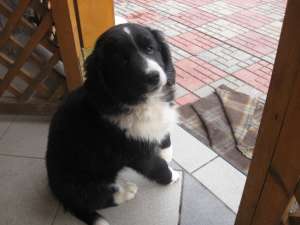 vand pui de cocker spaniel metis