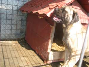 vind caini bulmastiff