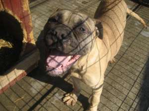 vind caini bulmastiff