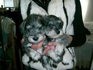 SCHNAUZER PITIC SARE SI PIPER