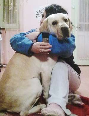 monta labrador auriu