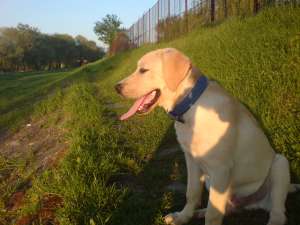 Ofer Monta Mascul Labrador Retriver Auriu