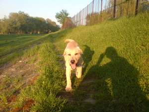 Ofer Monta Mascul Labrador Retriver Auriu