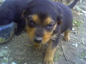 donez metis rotwailer