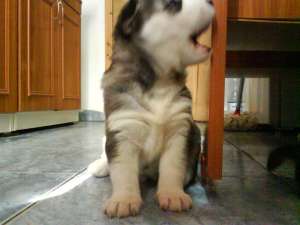 husky deosebiti
