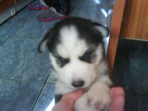 husky deosebiti