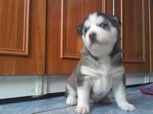husky deosebiti