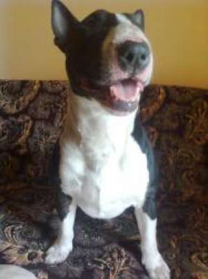 MASCUL BULLTERRIER