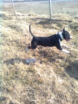 MASCUL BULLTERRIER