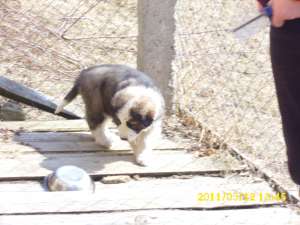 femele gulerate carpatin