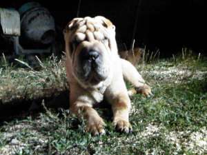 Caut femela SHAR PEI pentru monta