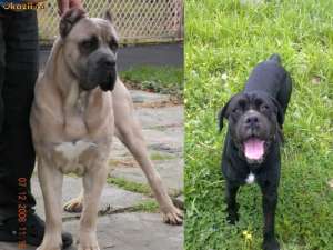 VAND PUI CANE CORSO CALITATE DEOSEBITA