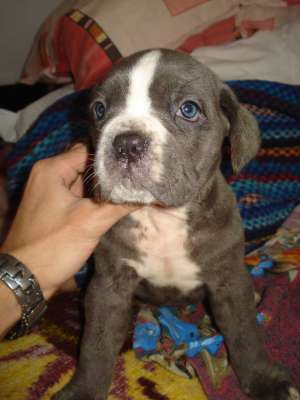 VAND PUI CANE CORSO CALITATE DEOSEBITA