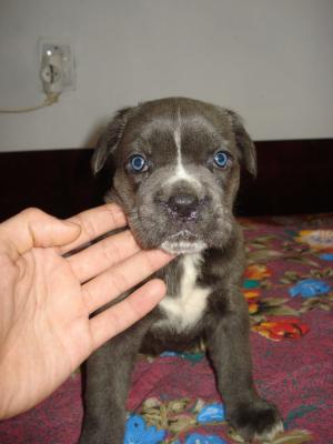 vand cane corso pui