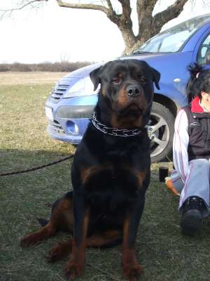 Gratis pentru monta mascul Rottweiler