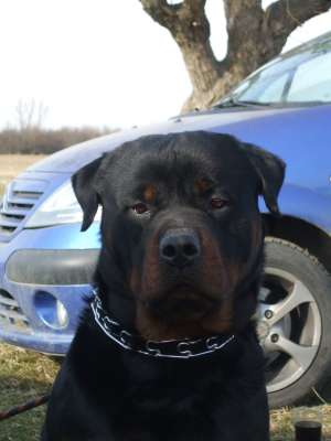Gratis pentru monta mascul Rottweiler